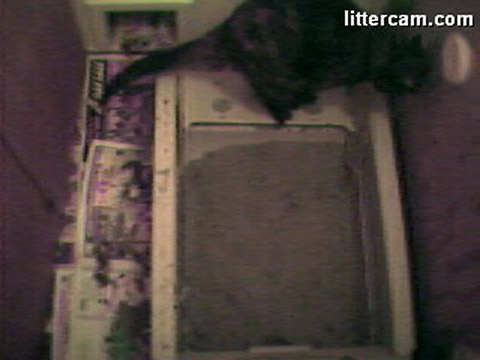 Welcome to LitterCam.com! I luv 2 p00p 4 u!